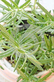 Close Up Herbal Medicinal Rosemary Plant