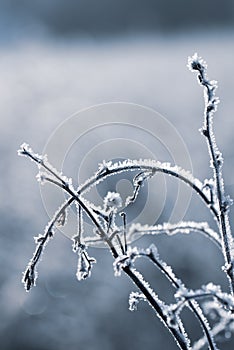 Close-up of herbs plants weeds covered with frost