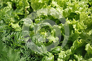 Close-up herbs with water drops: basil, salad, fennel