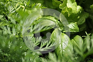 Close-up of herbs with water drops: basil, salad, fennel