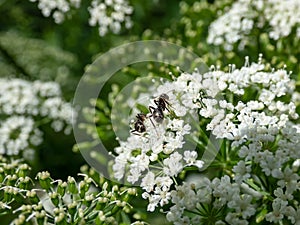 Close-up of the Hercules ant (Camponotus herculeanus) on a white flower outdoors