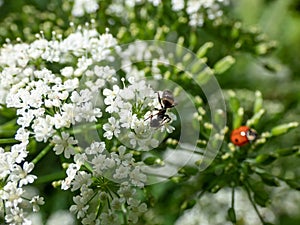 Close-up of the Hercules ant (Camponotus herculeanus) on a white flower outdoors