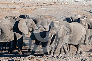 Close up of a Herd of African Elephants Bathing and Drinking in a Waterhole