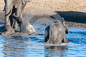 Close up of a Herd of African Elephants Bathing and Drinking in a Waterhole