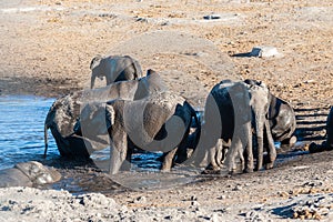 Close up of a Herd of African Elephants Bathing and Drinking in a Waterhole