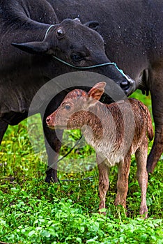 Close-up of a herd of buffalo feeding by the sea, old cow and calf