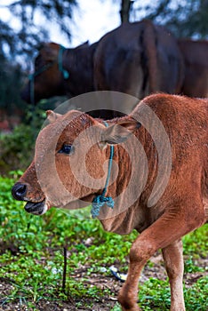 Close-up of a herd of buffalo feeding by the sea, old cow and calf