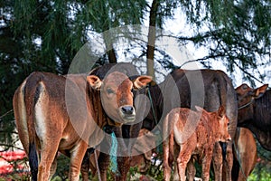 Close-up of a herd of buffalo feeding by the sea, old cow and calf