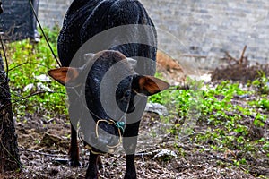 Close-up of a herd of buffalo feeding by the sea, old cow and calf