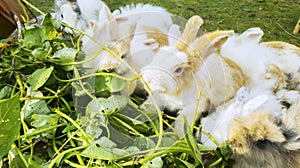 Close up of a herd bunny eating vegetable
