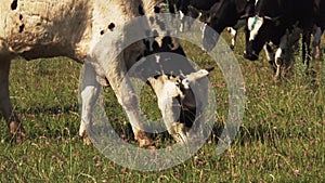 Close-up of a herd of cows grazing in a meadow and eating grass