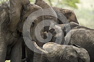 Close-up of a herd of elephants, Serengeti, Tanzania