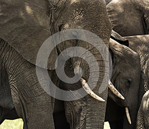 Close-up of a herd of elephants, Serengeti, Tanzania