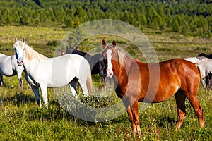 Close-up of a herd of horses