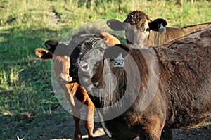 Close up of Herd of multi colored beef cattle in green countryside pasture