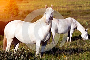 Close-up of a herd of white horses