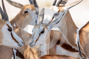 Close up of herd of young springbok, springbuck, or Antidorcas marsupialis