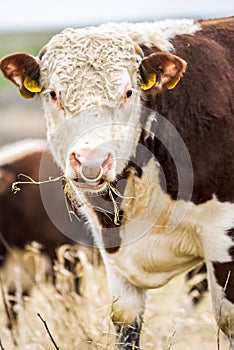 Close-up of hereford cow