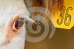 Close up of Hereford Cow with ear tag