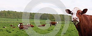 Close-up of Hereford cow head in front of herd of cows and calves