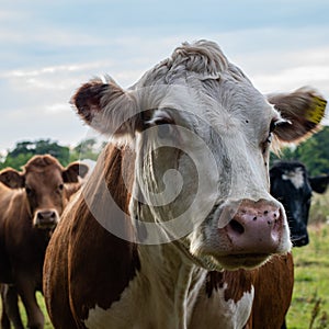 Close up of Hereford cow in Herefordshire field