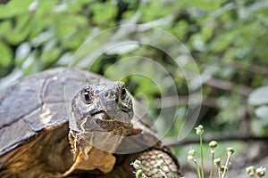 Close up of a Hermann`s tortoise head on green background