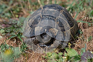 Close-up of Hermann`s tortoise Testudo hermanni in nature