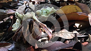 Close up of hermit crab opening up and crawling away