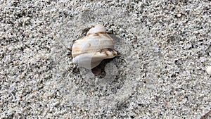 Close up of hermit crab opening up and crawling away