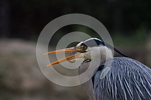 Close-up Heron with his Beak Open in ZSL London Zoo