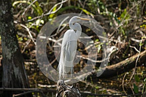 Close up of a heron in the swamps of the Everglades in Florida taken during the day