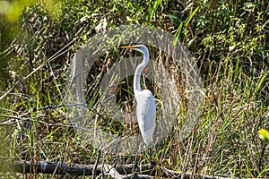 Close up of a heron in the swamps of the Everglades in Florida taken during the day