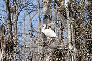 Close up of a heron in the swamps of the Everglades in Florida taken during the day