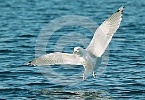 Close up of a herring gull in flight