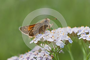 close-up Hesperia butterfly on white yarrow flowers photo