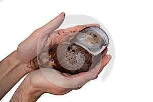 Close up of hibernating Achatina snail in man hand. The snail hibernated due to unfavorable living conditions. saving