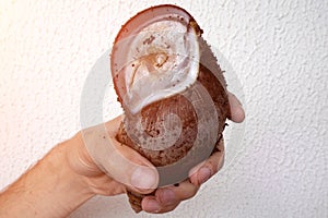Close up of hibernating Achatina snail in man hand. The snail hibernated due to unfavorable living conditions. saving
