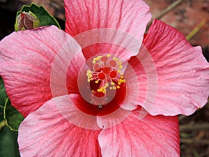 Close-up of Hibiscus blooming in Blossom Hydel Park, Kerala, India