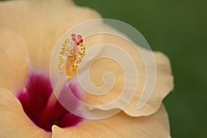 Close-up of a Hibiscus flower