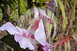 Close up of hibiscus flowers on a shrub photo