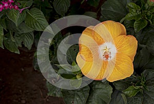 Close up of hibiscus rosa-sinensis