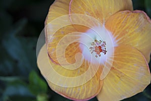 Close up of hibiscus rosa-sinensis