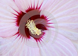 Close up of an Hibiscus stamen