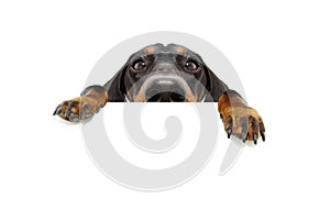 Close-up hide black dachshund dog looking and hanging paws over a blank sign with room for text. Isolated on white background