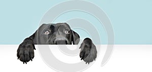 Close-up  hide black labrador dog looking up giving you whale eye hanging over a blank sign with room for text. Isolated on