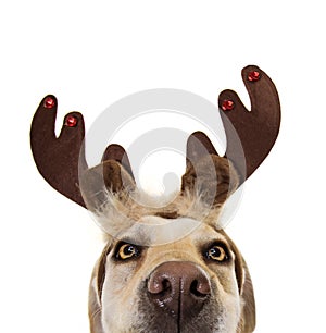 Close-up hide dog pet celebrating christmas wearing a reindeer antlers diadem. Isolated on white expression