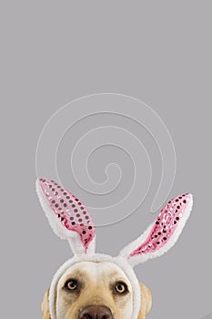 Close-up hide dog wearing bunny or rabbit easter ears.  on gray background