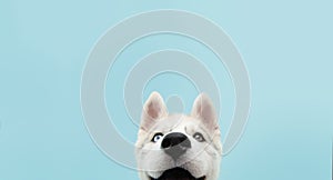 Close-up hide husky dog with colored eyes and happy expression. Isolated on blue background