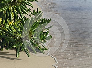 Close up high angle view of the clear sea water roll in to green trees on the sandy beach