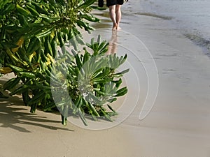 Close up high angle view of the clear sea water roll in to green trees on the sandy beach, blurry people legs walking with